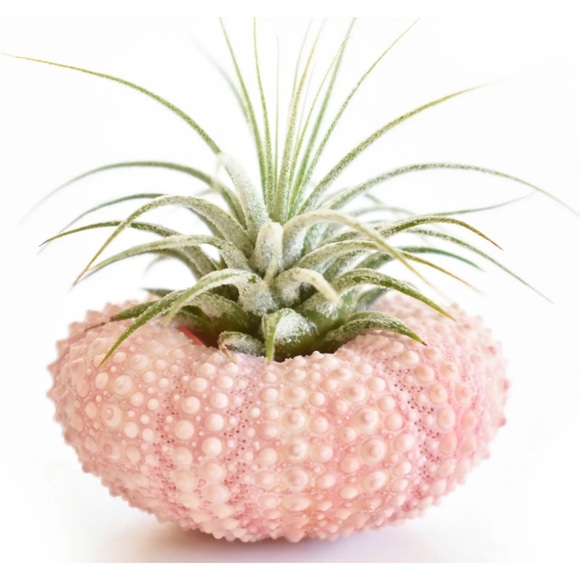 6 Pack Beautiful Air Plant w. Pink Sea Urchin Nautical Gift Beach Wedding Decor - Picture 2 of 2